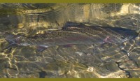 Forellen und Äschen als Besatzfische und ihr Überleben in degradierten Flusslandschaften