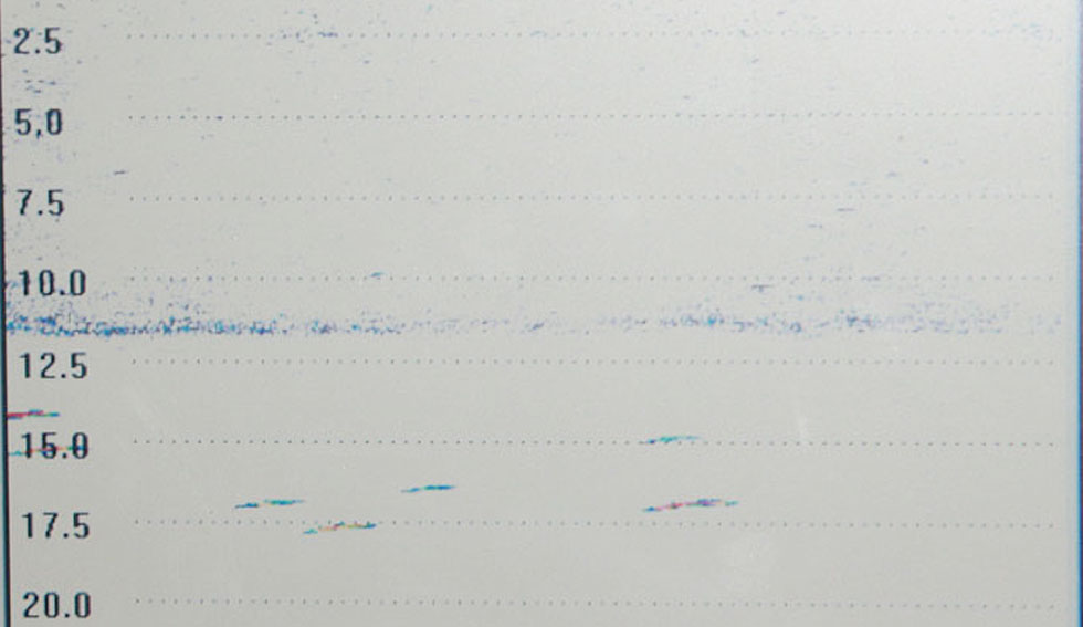 Dieses Echogramm zeigt uns genau den Verlauf der Temperaturschichtung. Oberhalb der, als dunkle Linie dargestellten, Sprungschicht befinden sich Kleinfische, wie Barschbrut und diverse Weißfischarten. In der Sprungschicht und etwas unterhalb sind Maränen zu Hause.