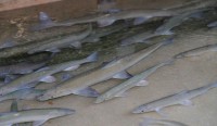 Diese Fische stammen aus der Laichfischerei und werden bis zur richtigen Teichgröße in Rundstrombecken vorgestreckt