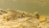 Voll Freude beobachten wir derzeit große Schwärme an Brütlingen die in den seichten Uferpartien Plankton aufsammeln