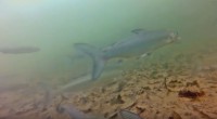 Teich Zell am Moos Besatz mit Maraenenbruetlinge aus Mutterfischhaltung