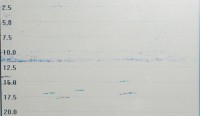Dieses Echogramm zeigt uns genau den Verlauf der Temperaturschichtung. Oberhalb der, als dunkle Linie dargestellten, Sprungschicht befinden sich Kleinfische, wie Barschbrut und diverse Weißfischarten. In der Sprungschicht und etwas unterhalb sind Maränen zu Hause.