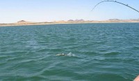 Die größten Nilbarsche fingen wir allerdings beim Schleppfischen